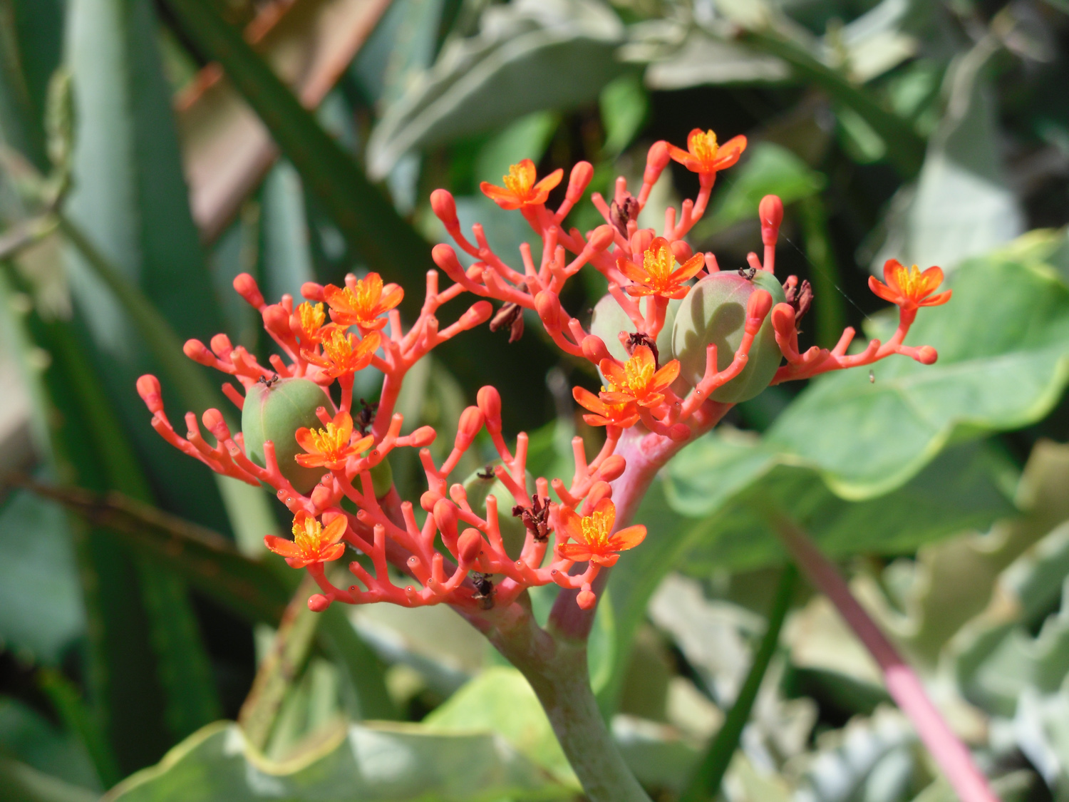 Pretty flowers of Kauai